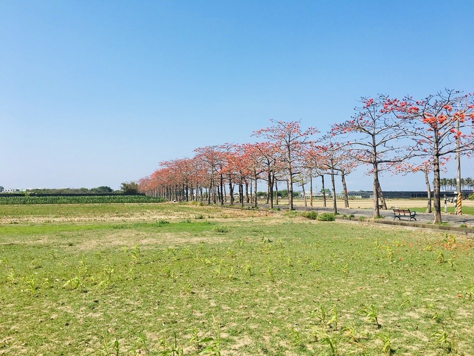 台南旅遊-學甲苓子寮木棉花道滿滿的木棉花海學甲光華里民活動中心蜀葵花花季