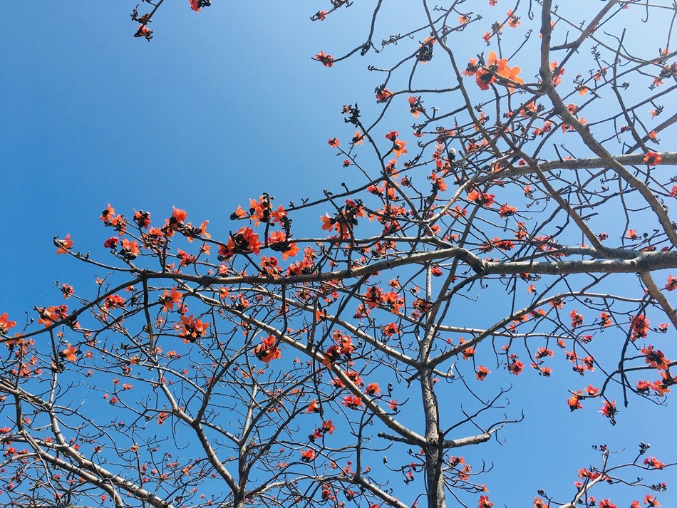 台南旅遊-學甲苓子寮木棉花道滿滿的木棉花海學甲光華里民活動中心蜀葵花花季