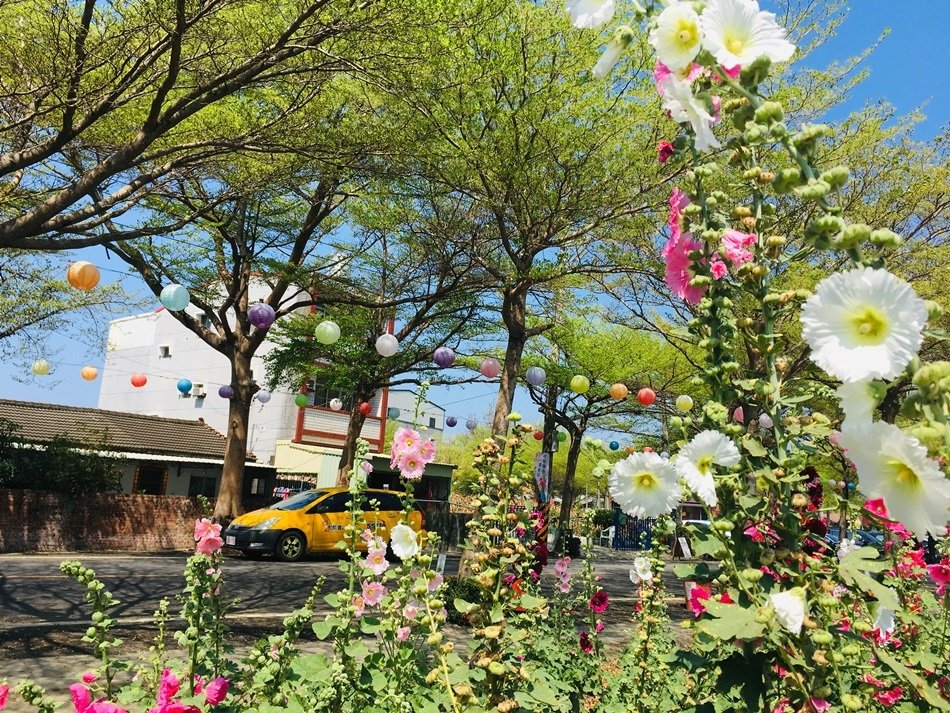 台南旅遊-學甲苓子寮木棉花道滿滿的木棉花海學甲光華里民活動中心蜀葵花花季