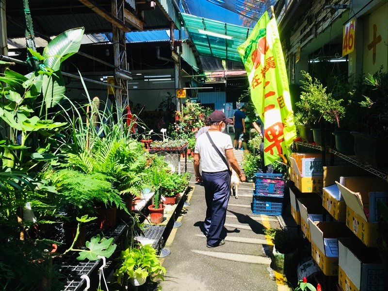 台南花市南門假日花市多肉植物觀賞用仙人掌、各式蔬菜水果種子、肥料花卉盆器台南市市區最好逛花市