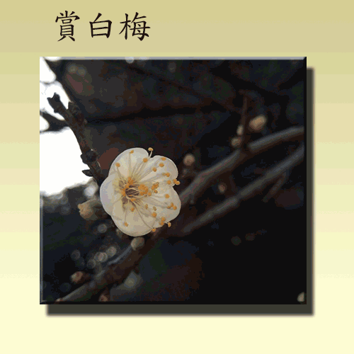 賞梅.gif