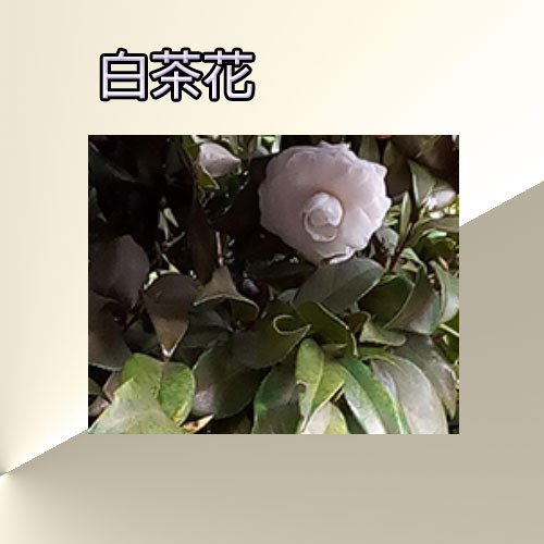 茶花.jpg