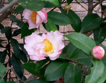 粉茶花.jpg