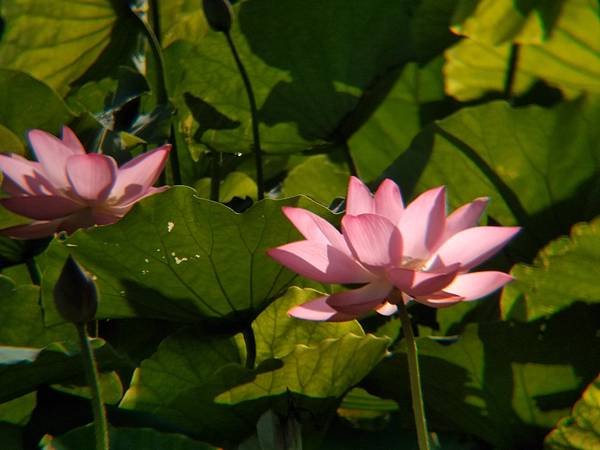 IMG_20200614_071528.jpg