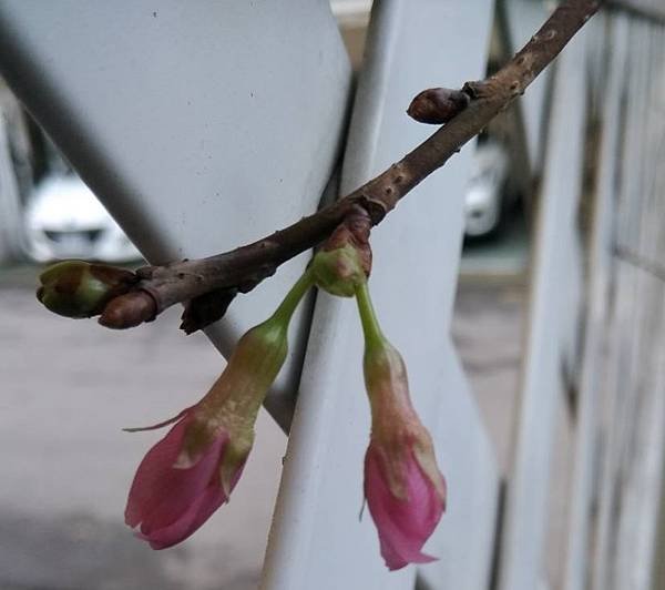 0308櫻花.jpg
