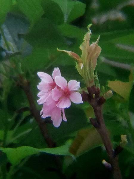 0429櫻花.jpg