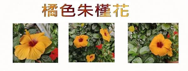 橘色 朱槿花.jpg