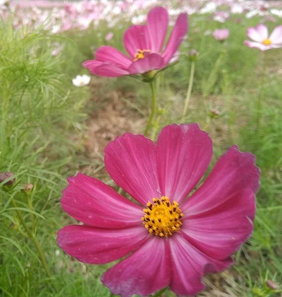 朱紅色波斯菊.jpg