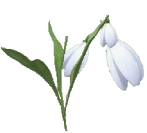 雪花蓮.jpg