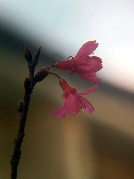 0114早晨櫻花.jpg