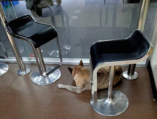 狗狗...讓位嚕