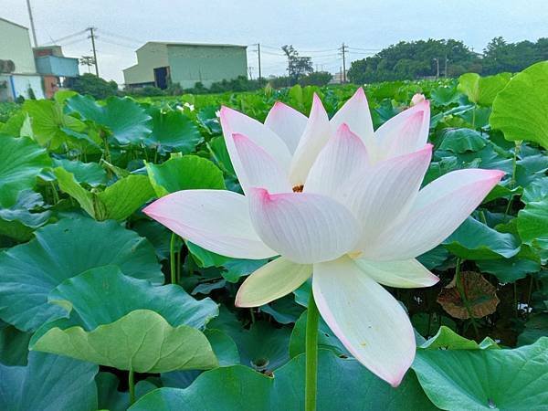 0609拍攝 雲と蓮花