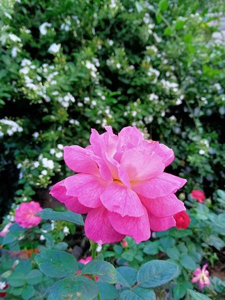 0609拍攝 雲と蓮花