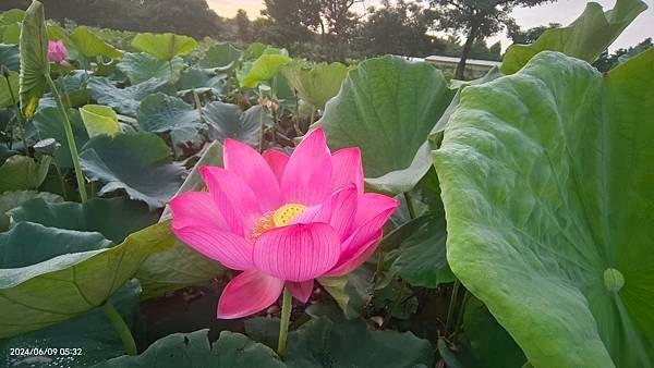 0609拍攝 雲と蓮花