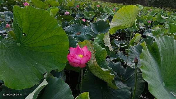 0609拍攝 雲と蓮花