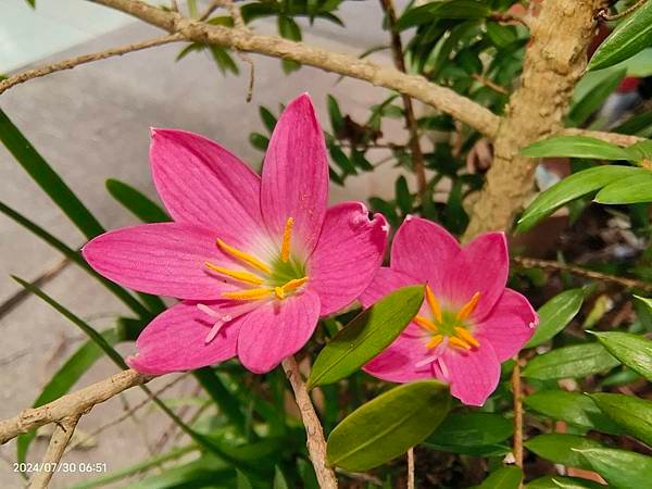 櫻花樹下の風雨蘭