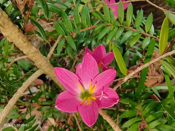 櫻花樹下の風雨蘭