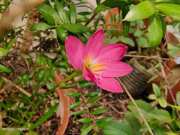 櫻花樹下の風雨蘭