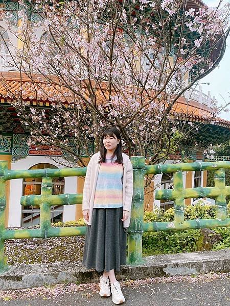 【淡水】天元宮櫻花