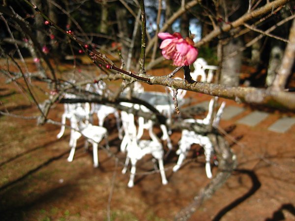 IMG_4346.jpg