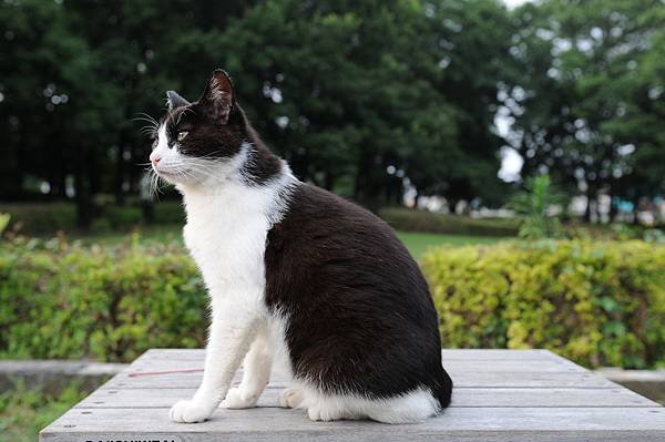 Black_and_white_cat_in_a_park-Hisashi-01.jpg