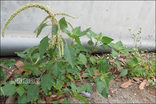 野莧菜1.jpg