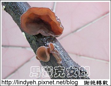 wood_04.jpg