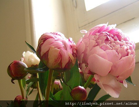 flower_01.jpg