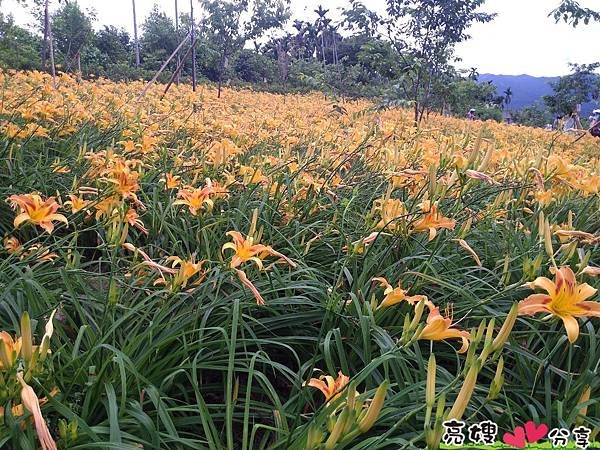 來梅山看金針花海