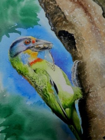 五色鳥 水彩 Arches 水彩紙 56cm x 38cm