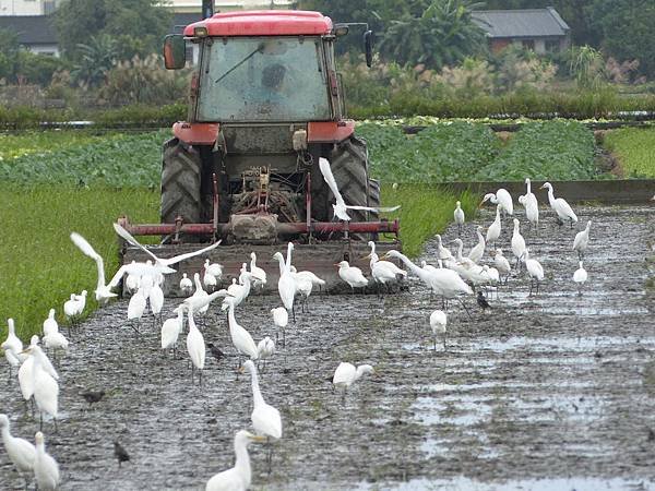 羅東的鳥