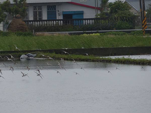 羅東的鳥