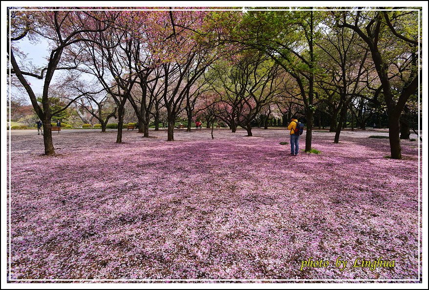 2015新宿御苑2(17).JPG