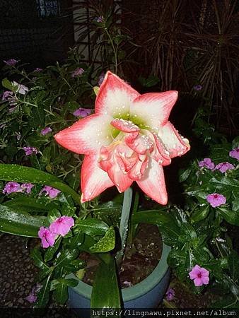 孤挺雨夜花