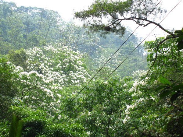 盛開的油桐花