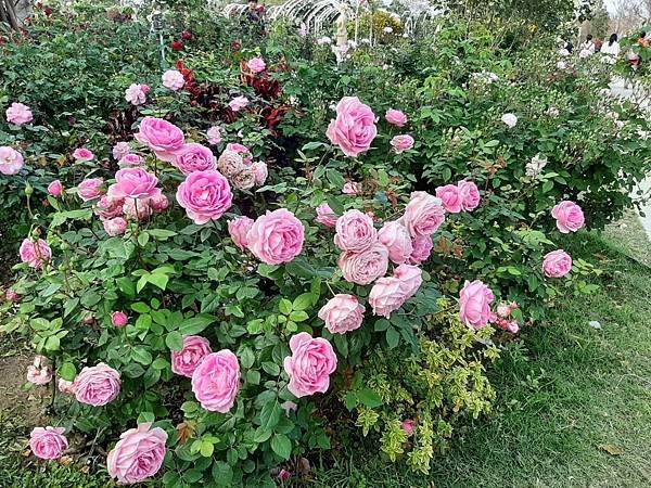 嘉義市後壁「雅聞湖濱療癒公園」遊照