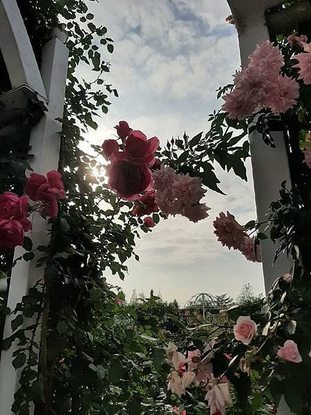 嘉義市後壁「雅聞湖濱療癒公園」遊照