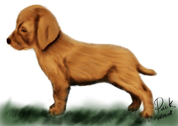 幼犬+草皮.jpg