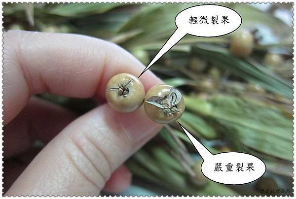 黃金薏苡