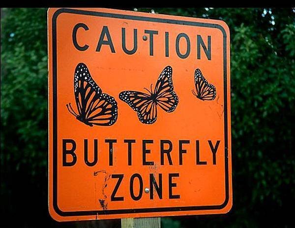 109410 Butterfly Zone
