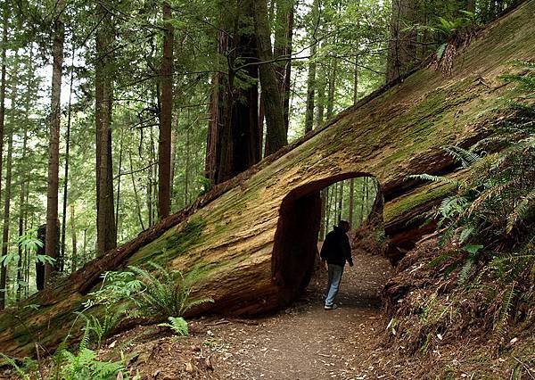 60002 770 California Redwood National Park.jpg