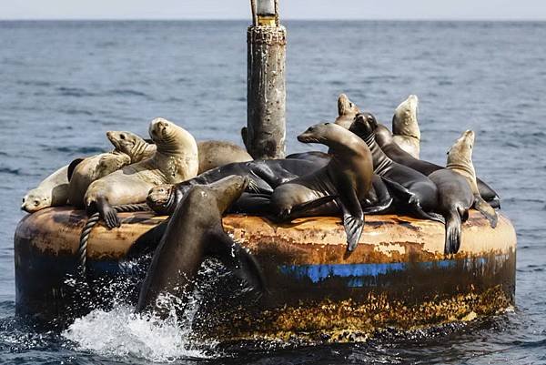 229 340 Sea Lion at Catalina.jpg
