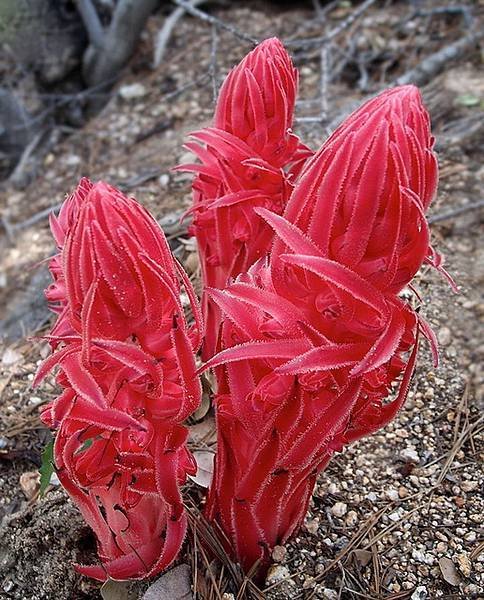 215 600 Snow Plant.jpg