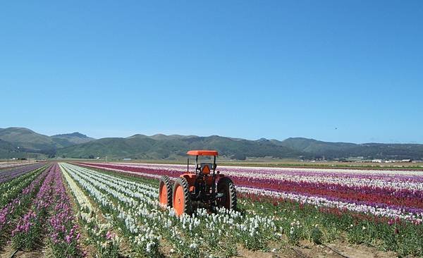 243 010 Lompoc flower field.jpg