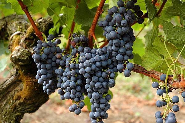 248 344 Merlot Grape.jpg