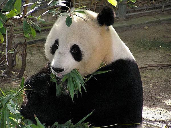 221 025 Panda.jpg