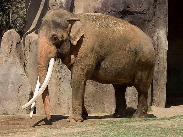 221 200 Asian Elephant.jpg