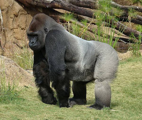 221 320 Gorilla.jpg