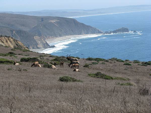 019 080 Tule-Elk-at-Pierce-Point.jpg