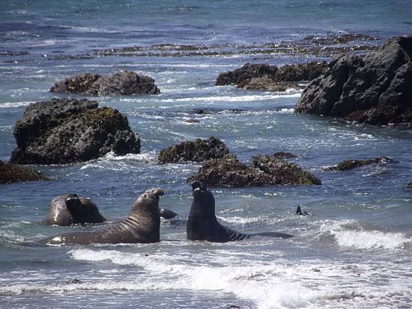 271 130 San Simeon 海象孕育處.jpg